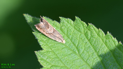 Grapholita delineana