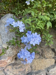 Plumbago auriculata
