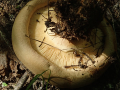 Paxillus ammoniavirescens
