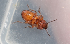 Blapstinus discolor