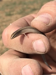 Chalcides mionecton