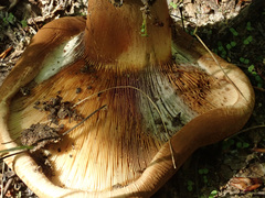 Paxillus ammoniavirescens