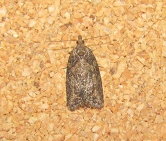 Ctenopseustis