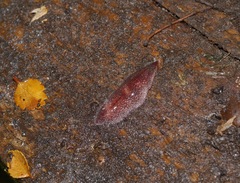 Australopacifica spectabilis