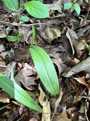 Platanthera clavellata