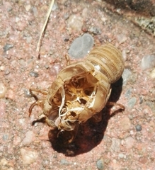Cicada
