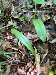 Platanthera clavellata