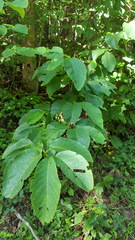 Magnolia acuminata