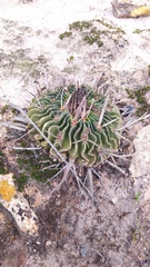 Echinofossulocactus dichroacanthus