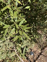 Quercus hypoleucoides