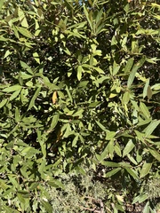 Quercus hypoleucoides