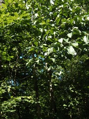 Magnolia acuminata