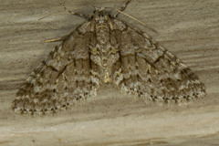 Cladara limitaria