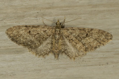 Hydriomena renunciata