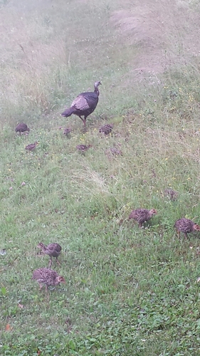 Wild Turkey photographed in Vermont