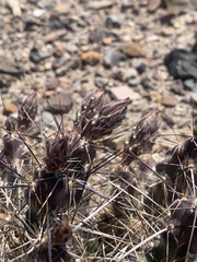 Micropuntia pulchella