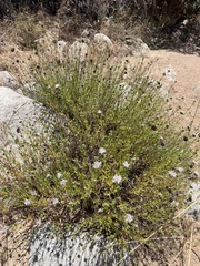 Monardella stoneana