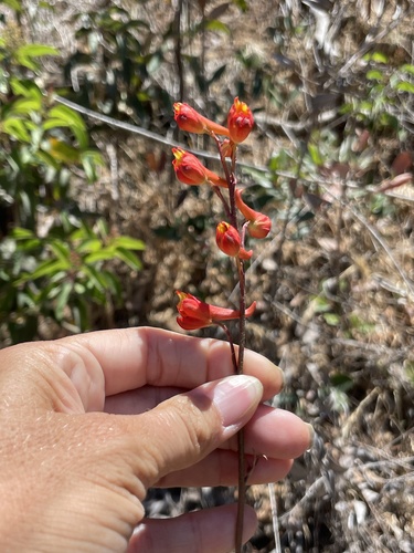 Scarlet larkspur (Delphinium cardinale)