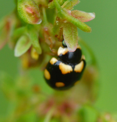 Brachiacantha decempustulata
