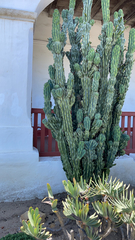 Cereus hildmannianus