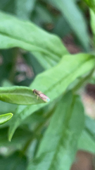 Toxomerus marginatus