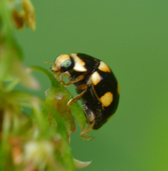 Brachiacantha decempustulata