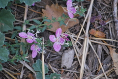 Oenothera canescens
