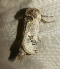 Parahypopta caestrum