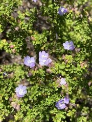 Prostanthera spathulata