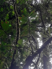 Columnea consanguinea