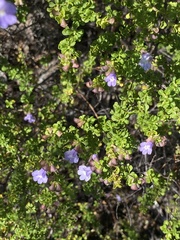 Prostanthera spathulata