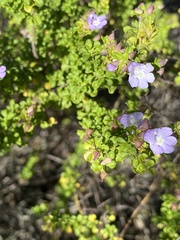 Prostanthera spathulata
