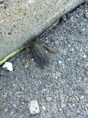 Lethocerus americanus