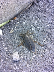 Lethocerus americanus