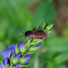 Tenthredinidae