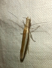 Pleurota aristella