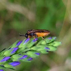 Tenthredinidae