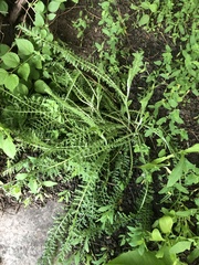 Achillea millefolium