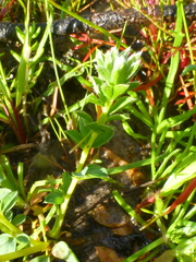 Oxalis hirta