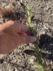 Deinandra floribunda