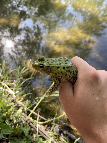 Green Frog photographed in Utah