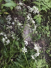 Anthriscus sylvestris