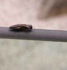 Agrilus bilineatus