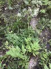 Anthriscus sylvestris