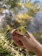 Lithobates clamitans