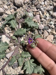 Phacelia gymnoclada