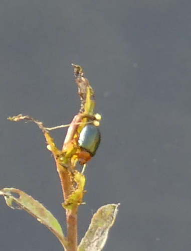 Plagiodera arizonae photo 5