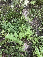 Anthriscus sylvestris