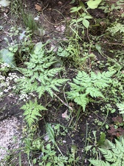 Anthriscus sylvestris