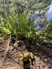 Lithobates clamitans